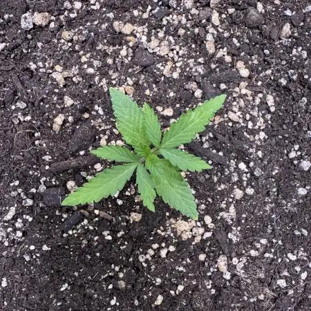 AUTO PURPLE OPIUM - Divine Seeds