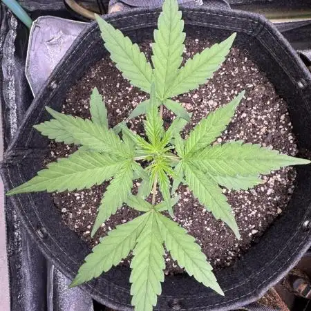 AUTO PURPLE OPIUM - Divine Seeds