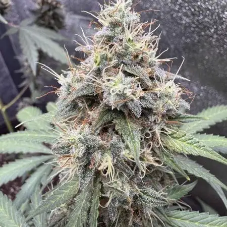 Midnight Moonshine F1 Auto - TasteBudz