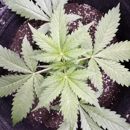Elephant Berry Auto