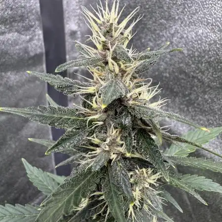 AUTO PURPLE OPIUM - Divine Seeds