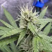 Purple Tangie Auto - Supernatural Seeds