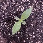 Elephant Berry Auto