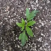 Purple Tangie Auto - Supernatural Seeds