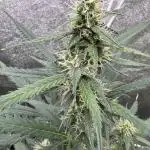 AUTO WHITE WIDOW - Divine Seeds