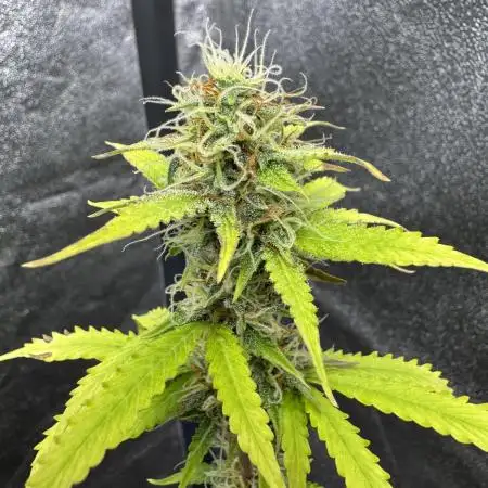 Apple and Blackberry F1 Auto - Tastebudz
