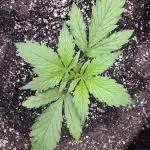 CBD Lemon Auto - Herbies Seeds