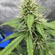 Wild Strawberry F1 Auto Run 2-TasteBudz