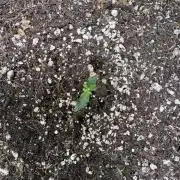 Purple Tangie Auto - Supernatural Seeds