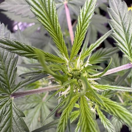 Sticky Broccoli Auto-Zamnesia