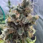 Apple and Blackberry F1 Auto - Tastebudz