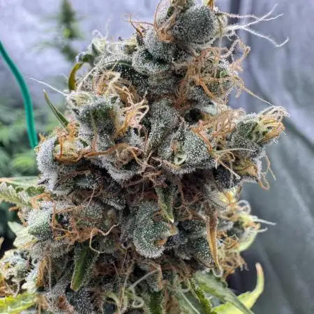 Apple and Blackberry F1 Auto - Tastebudz