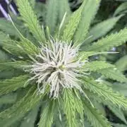 Apple Betty Auto from Herbies Seeds