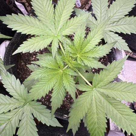 Wild Strawberry F1 Auto Run 2-TasteBudz