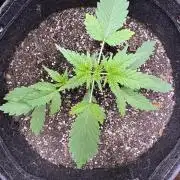 Purple Tangie Auto - Supernatural Seeds
