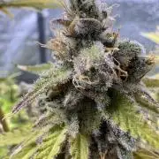 CBD Lemon Auto - Herbies Seeds