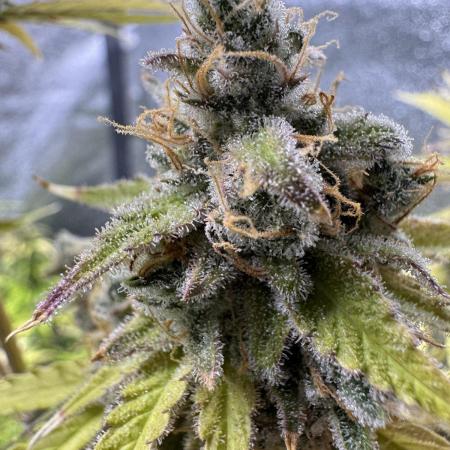 CBD Lemon Auto - Herbies Seeds