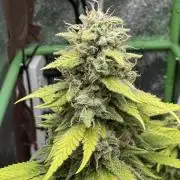 Big Demon by Divine Seeds