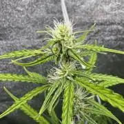 CBD Lemon Auto - Herbies Seeds