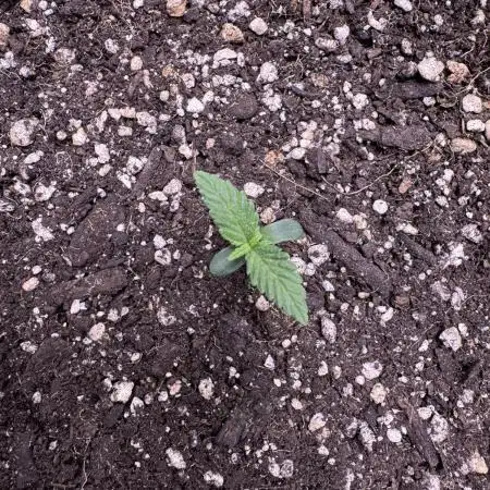 AUTO PURPLE OPIUM - Divine Seeds