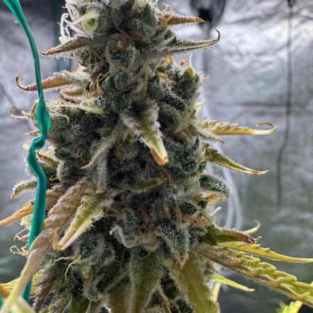CBD Lemon Auto - Herbies Seeds
