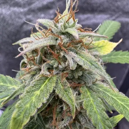 Auto AK Triple Haze - Super Sativa Seed Club