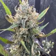 Zkittelz XL Auto - Ganja Farmer Seeds