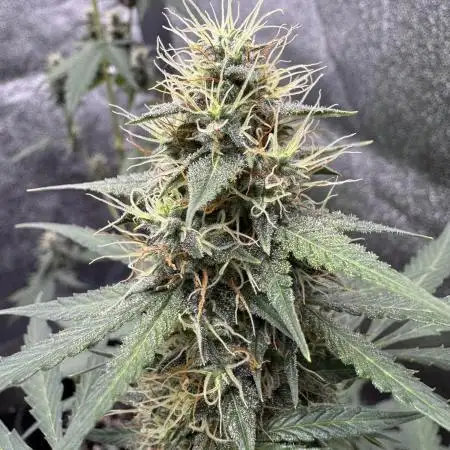 Midnight Moonshine F1 Auto - TasteBudz