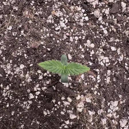 Auto Opium - Divine Seeds
