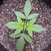 Sticky Broccoli Auto-Zamnesia