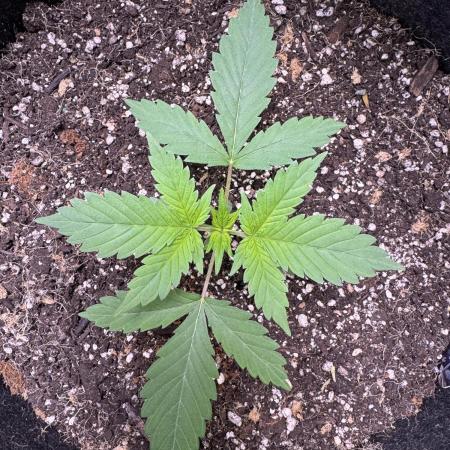 Sticky Broccoli Auto-Zamnesia