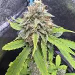 Auto Elephant - Super Sativa Seed Club