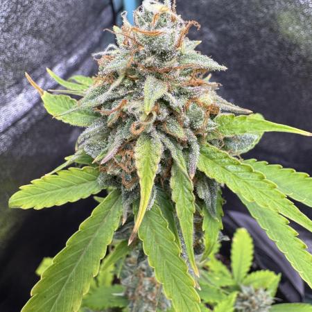Auto Elephant - Super Sativa Seed Club