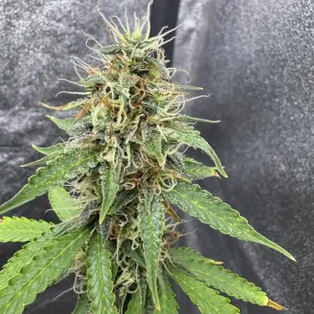 Apple and Blackberry F1 Auto - Tastebudz