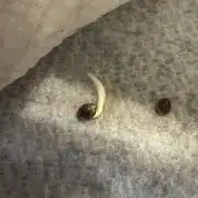 Wild Strawberry F1 Auto Run 2-TasteBudz