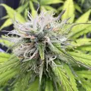 Apple Betty Auto from Herbies Seeds