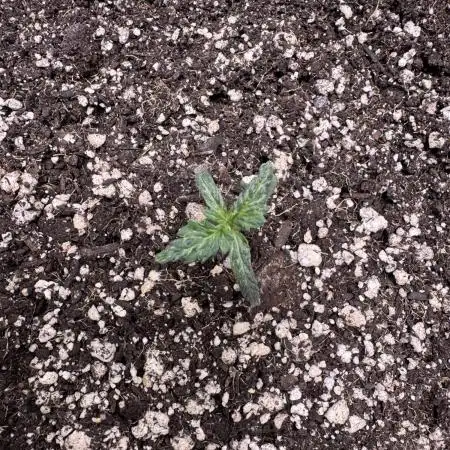 AUTO WHITE WIDOW - Divine Seeds