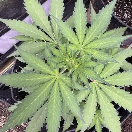 Midnight Moonshine F1 Auto - TasteBudz