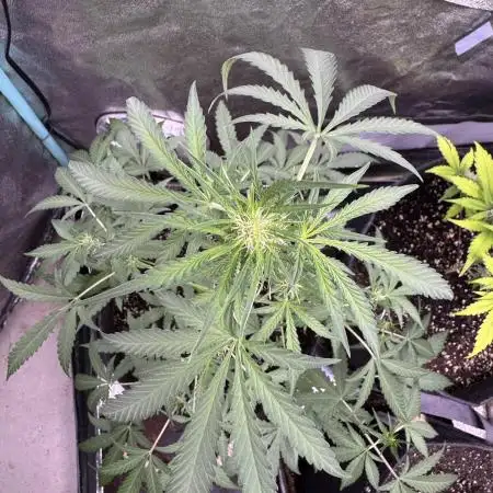 Sour Apple X Strawberry Gorilla Auto Fem
