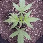 AUTO PURPLE OPIUM - Divine Seeds