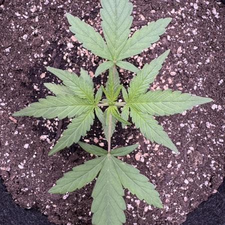 AUTO PURPLE OPIUM - Divine Seeds