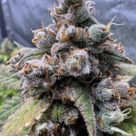 Auto Opium - Divine Seeds