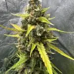 AUTO FRACTAL - Divine Seeds