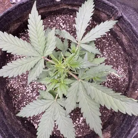 AUTO WHITE WIDOW - Divine Seeds