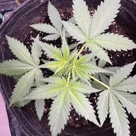 Caramel Auto - FastBuds