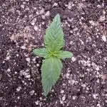 Apple Betty Auto from Herbies Seeds