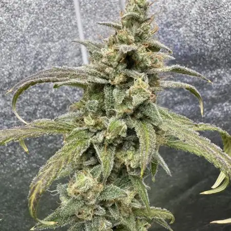 Sour Apple X Strawberry Gorilla Auto Fem