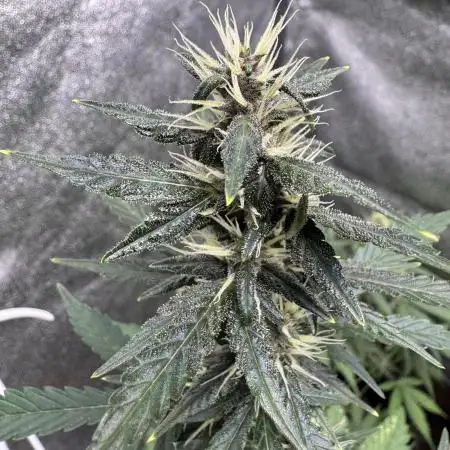 AUTO PURPLE OPIUM - Divine Seeds