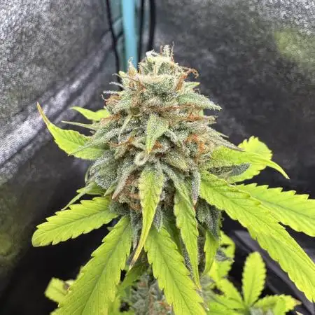 Auto Elephant - Super Sativa Seed Club
