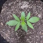 CBD Lemon Auto-Run #2 Herbies Seeds